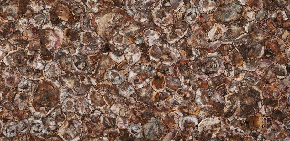 Prexury Petrified Wood Cosentino Cosentino Canada English